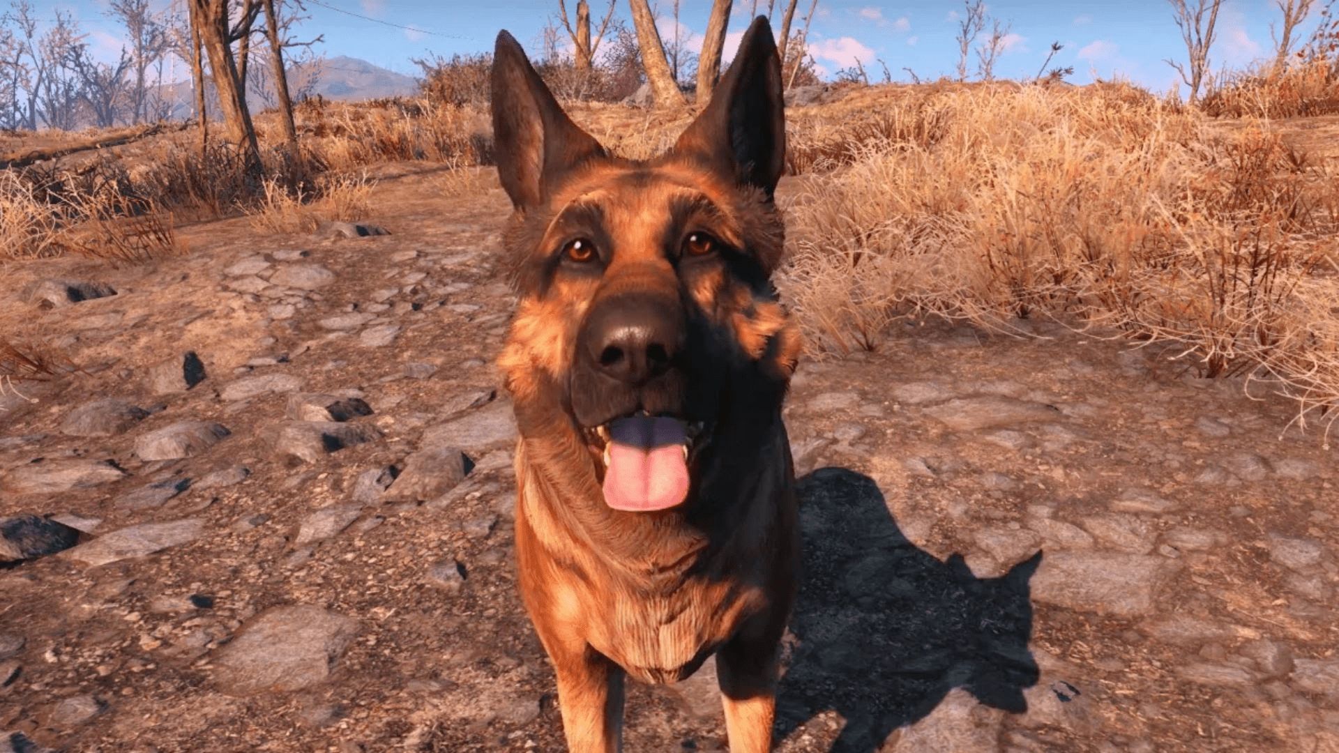Fallout 4 псина баг фото 1