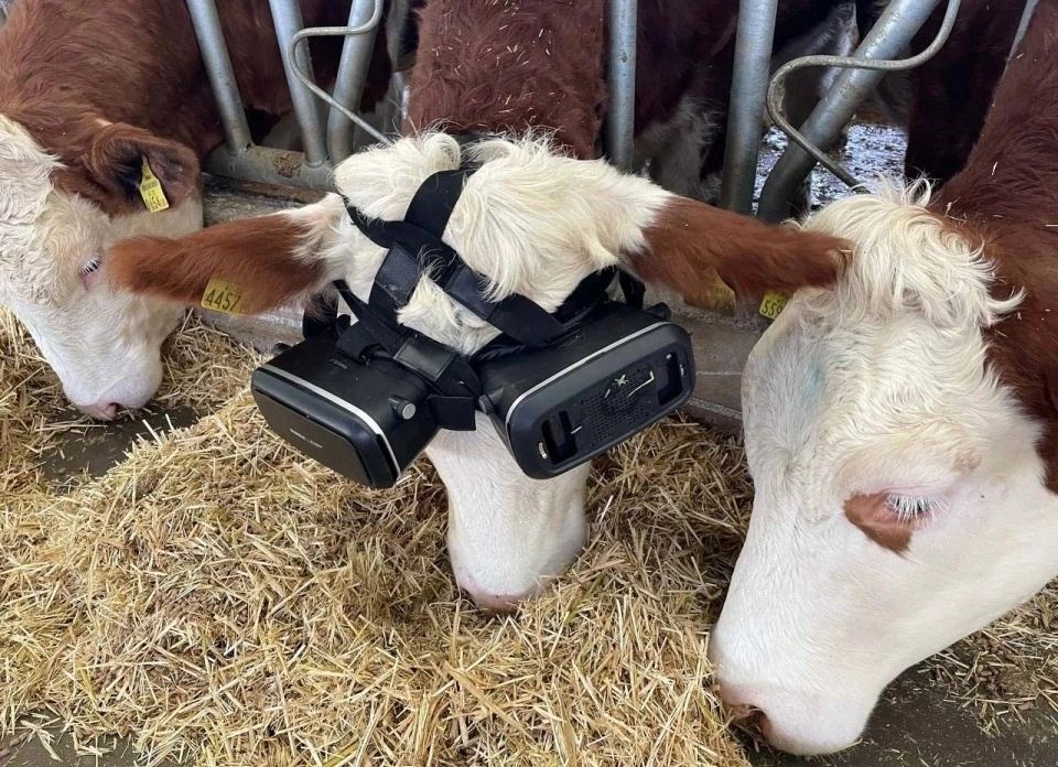 Коровы пасутся в виртуальной реальности. Использование VR-гарнитур в сельском хозяйстве. Источник: The Sun