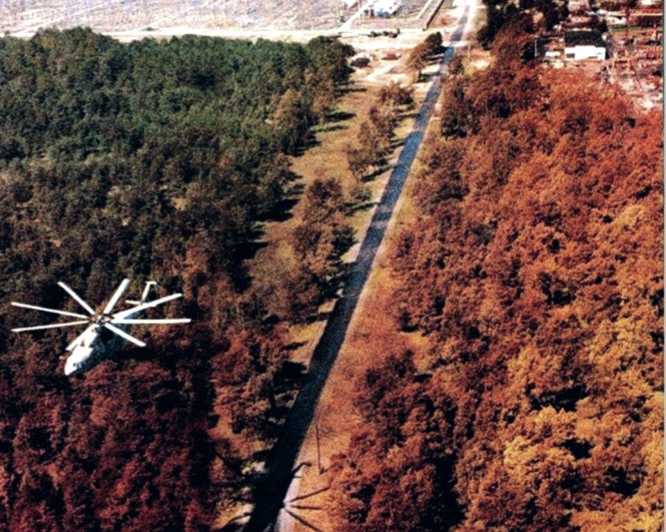 Рыжий лес в Чернобыле