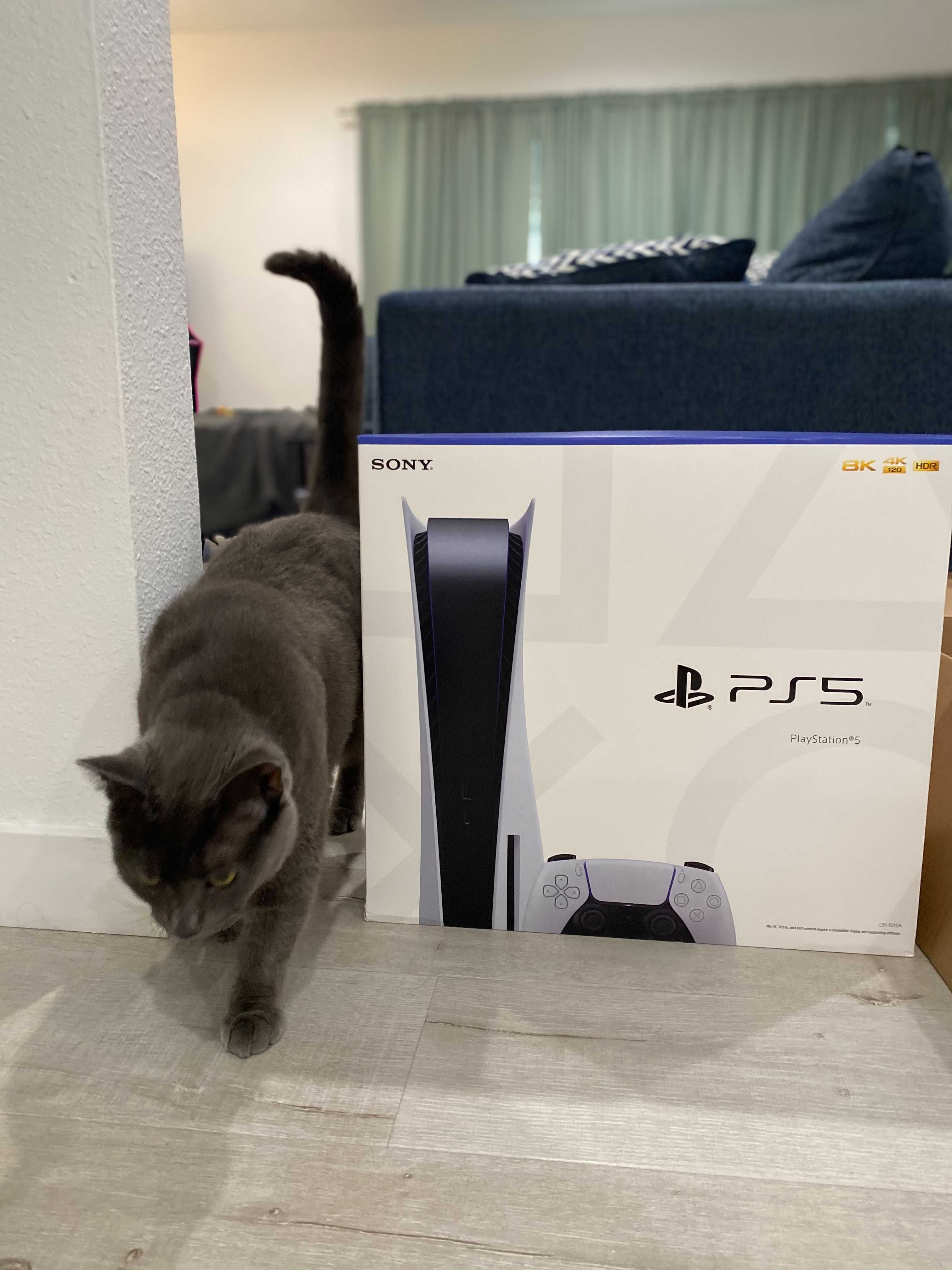 PlayStation 5 и кот по кличке Брюс.
Источник: IGN