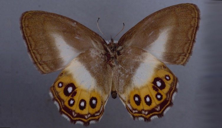 Euptychiina Saurona. Источник: Natural History Museum, London