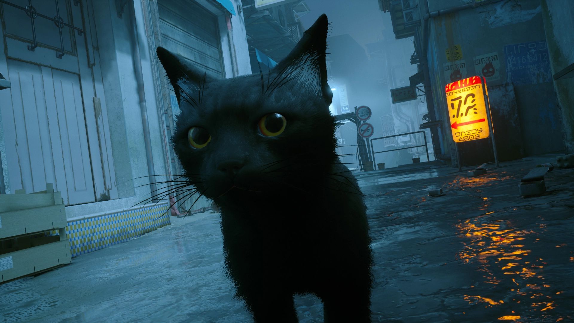 Игра кот стим. Игра про котика Stray. Черная кошка. Черный кот с желтыми глазами. Коты из игр.