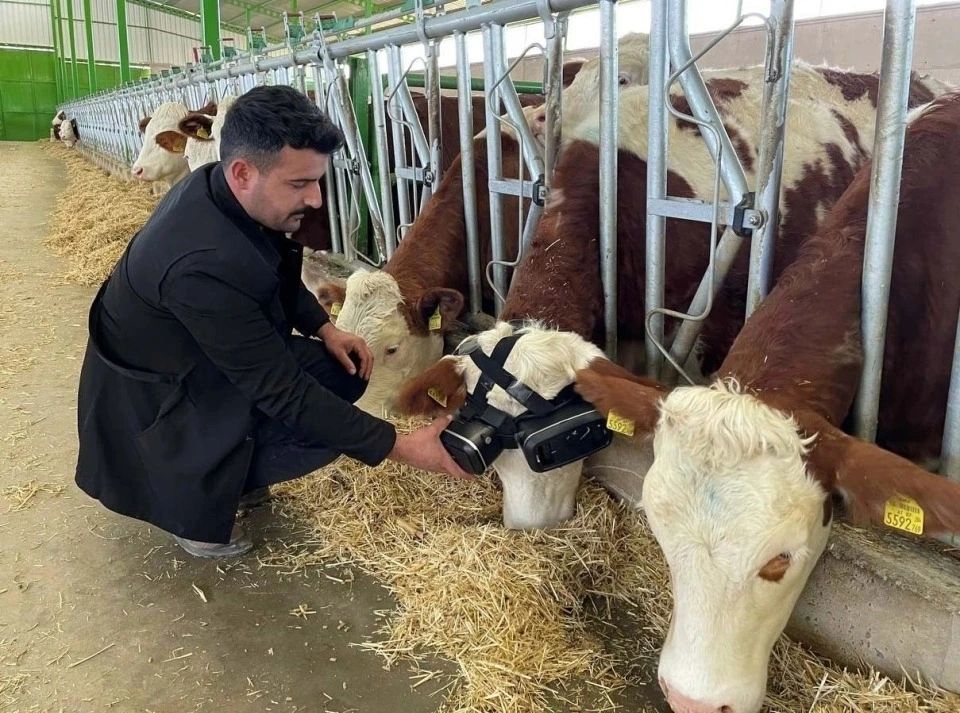 Коровы пасутся в виртуальной реальности. Использование VR-гарнитур в сельском хозяйстве. Источник: The Sun