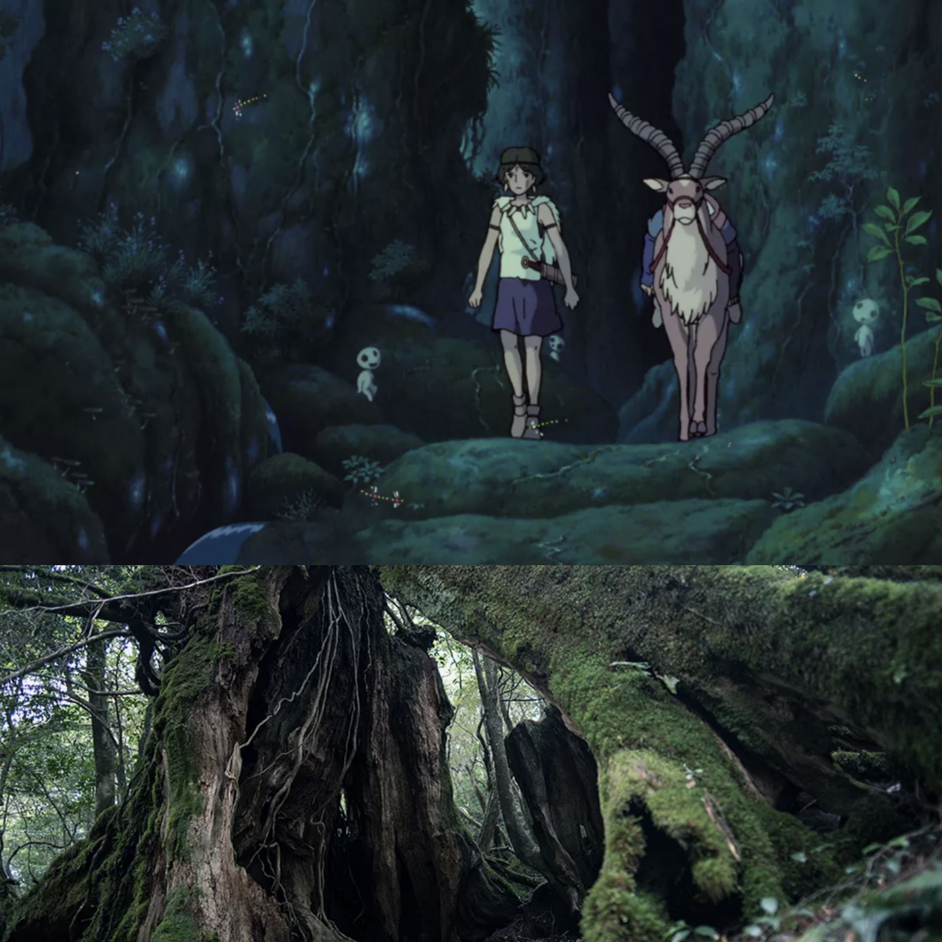 Лес в аниме «Принцесса Мононоке» и на острове Якусима