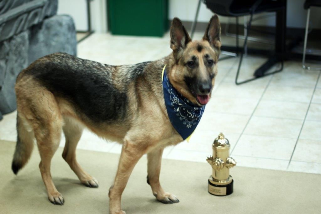 Ривер получила награду &laquo;Лучшая собака в видеогре&raquo;. Источник: twitter.com/BethesdaStudios