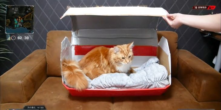Игрок в Apex Legends сделал дом для кота в виде ящика из игры